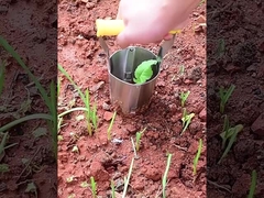 transplantoir de jeune plante