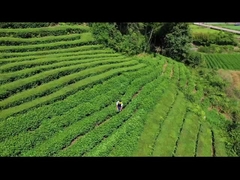 Taille-haie électrique